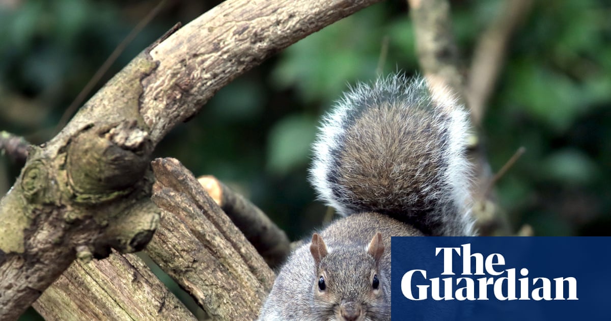 Country diary 1951: Grey squirrels are doing serious damage to the trees | Wildlife