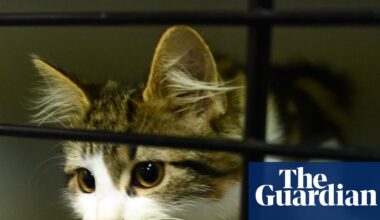 ‘We really need help’: RSPCA faces capacity crisis as cats arrive faster than they can be rehomed | Cats