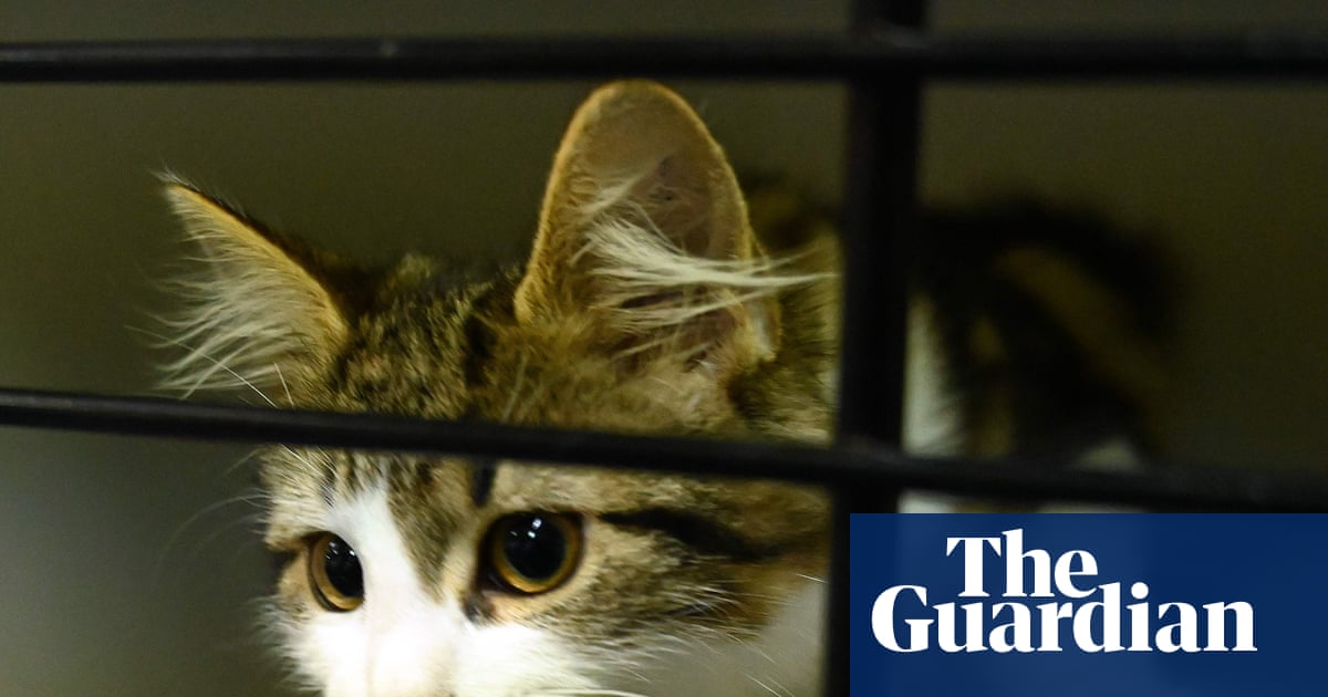 ‘We really need help’: RSPCA faces capacity crisis as cats arrive faster than they can be rehomed | Cats