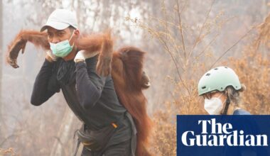 The week in wildlife: a rescued orangutan, the chonkiest bear and a barn owl’s triumph - The Guardian
