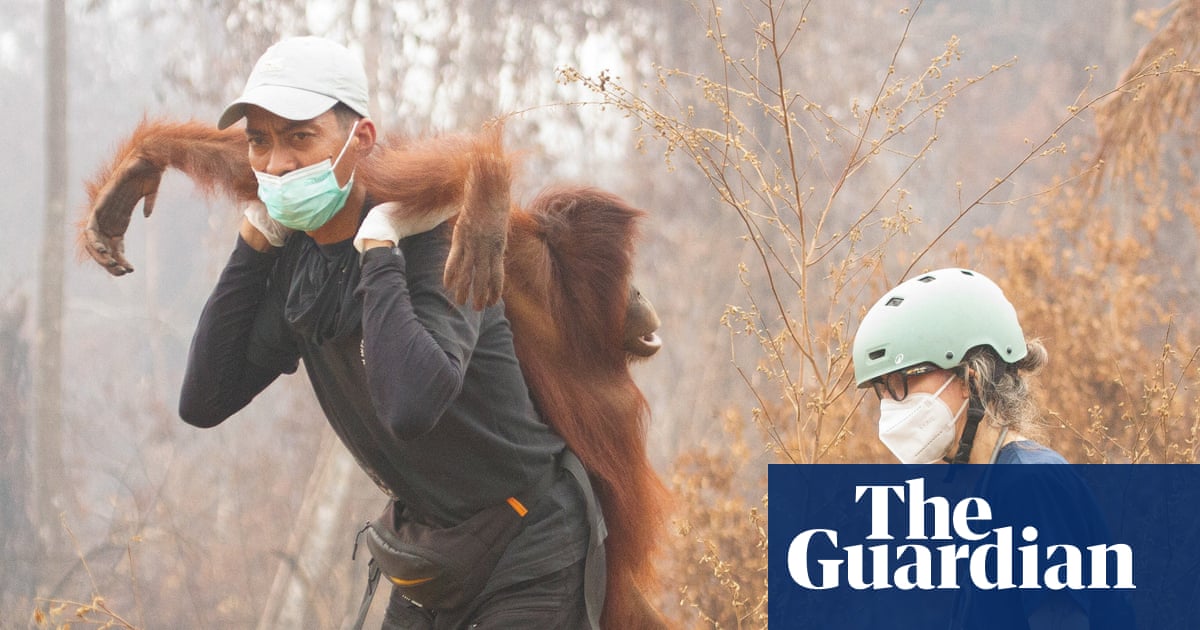 The week in wildlife: a rescued orangutan, the chonkiest bear and a barn owl’s triumph - The Guardian