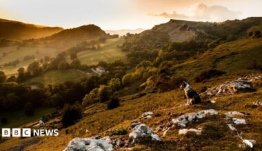 A dog looking out on the hills of north-east Wales. The sun is setting and the green hills are covered in a golden-hue.