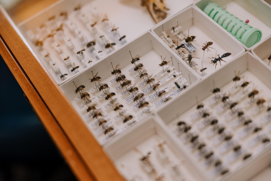 A number of bees displayed in a wooden sample box.