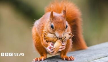 Close-up photograph of a red squirrel standing on a weathered wooden surface while gripping several hazelnuts in its front paws.