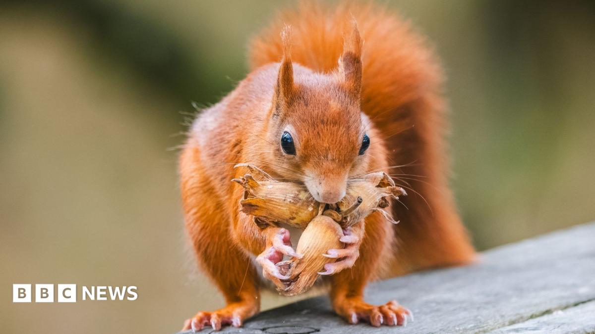Close-up photograph of a red squirrel standing on a weathered wooden surface while gripping several hazelnuts in its front paws.