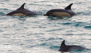 Three dark grey dolphins with a cream stripe on their side swim from right to left in a choppy sea. One of the dolphins has its head visible as it rises out of the water. The other two are showing their triangular dorsal fins and backs only.