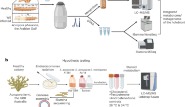 Steroid hormones produced by coral-associated Endozoicomonas influence coral immune response during thermal stress