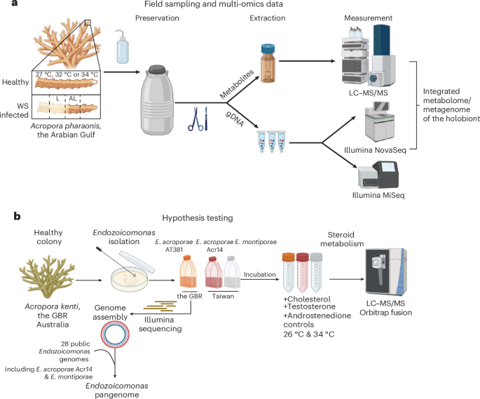 Steroid hormones produced by coral-associated Endozoicomonas influence coral immune response during thermal stress