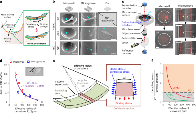 Three-dimensional cell morphology is mediated by curvature sensing and interfacial stress