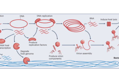 How bacterial immune systems sense phage infection