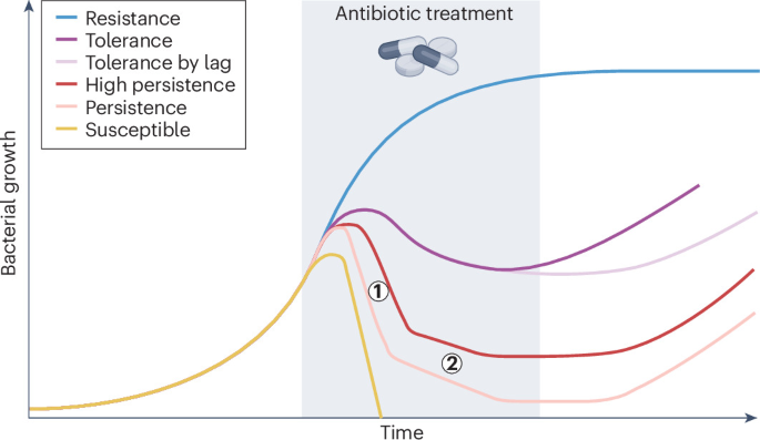 Bacterial strategies for surviving antibiotics during urinary tract infection: could uropathogenic Escherichia coli be persisters?