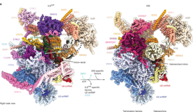 Mechanism of spliceosome termination | Nature