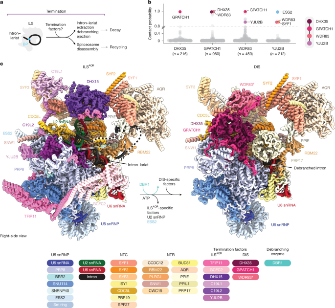 Mechanism of spliceosome termination | Nature