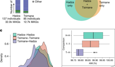 Prehistoric global migration of vanishing gut microbes with humans