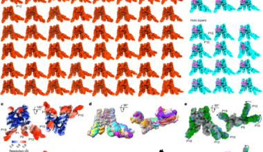 RNA catalysis emerges from dynamic structural ensembles