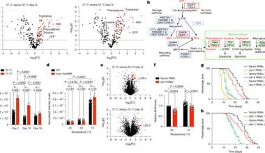 Cold activates a BH2 metabolic network promoting longevity and proteostasis