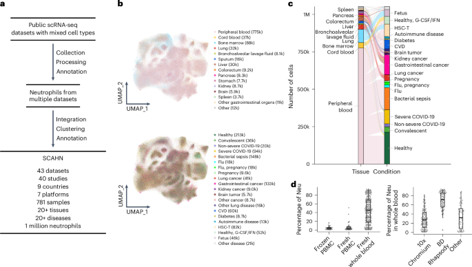 Fig. 1: SCAHN curates and integrates a comprehensive single-cell atlas of human neutrophils.