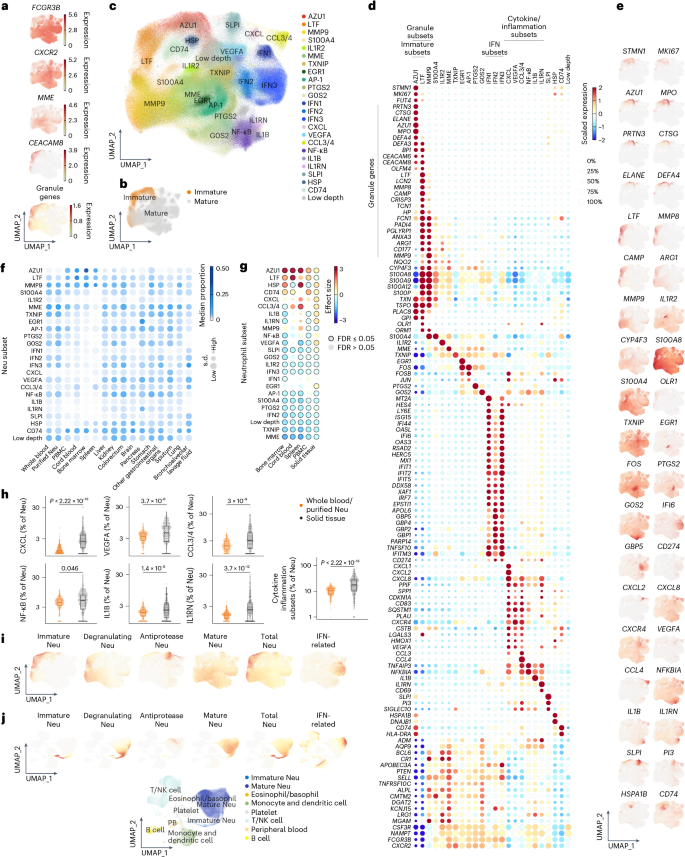 Fig. 2: Neutrophil subsets exhibit significant heterogeneity across mature states and tissues.