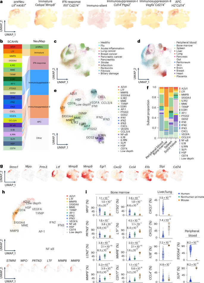 Fig. 3: Neutrophils share core programs but diverge according to species.