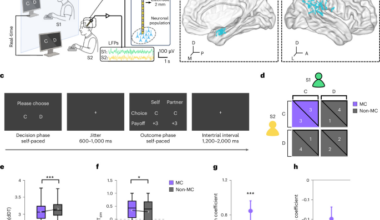 An amygdala-mediated simulation-to-decision cascade aligns interbrain dynamics to solve social dilemmas