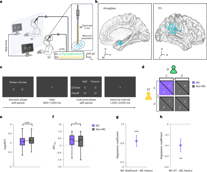 An amygdala-mediated simulation-to-decision cascade aligns interbrain dynamics to solve social dilemmas