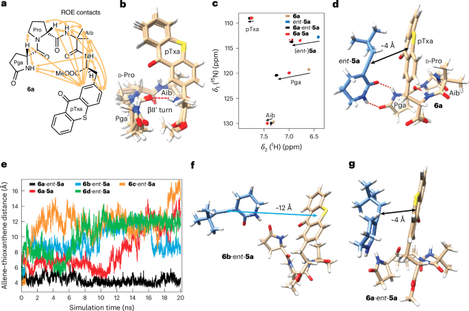 Fig. 3: Structural characterization of the photocatalytic peptide 6a and its complex with rac-5a by NMR spectroscopy and molecular dynamics simulations.