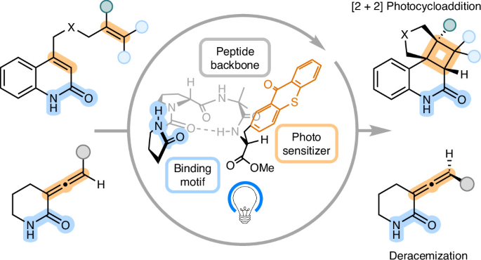 Photocatalytic tetrapeptides for enantioselective visible light-induced transformations