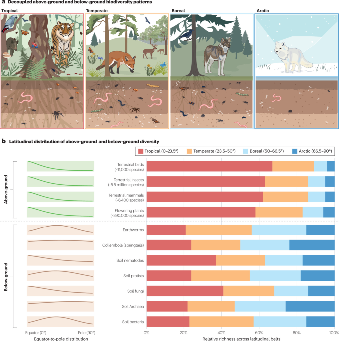 Causes and consequences of the global decoupling of above- and below-ground biodiversity