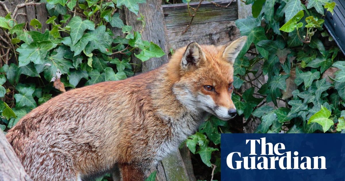 Tell us: have foxes caused friction among neighbours where you live? | Animals