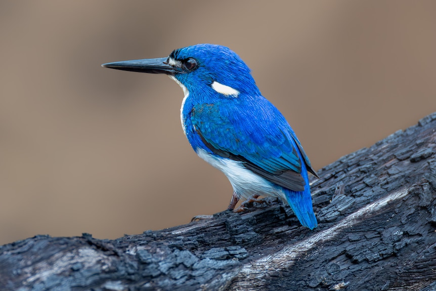 A kingfisher bird perched on a tree has bright blue feathers, patches of white, and a long black beak.
