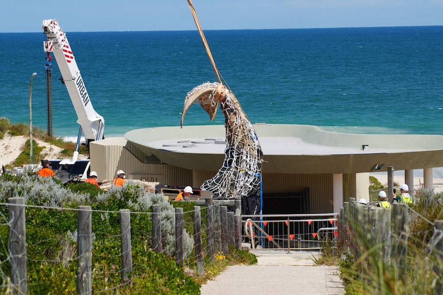 A wide shot of a humpback whale carcass, in a tarpauline and net, lifted in the air above a truck by a crane at a beach.