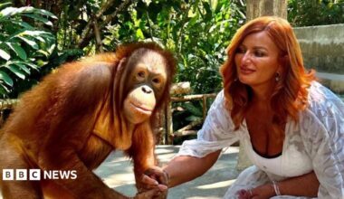 Kelly Kershaw is kneeling down in a white dress holding the hand of an orangutan, which is looking at the camera. Behind them is a forest environment.
