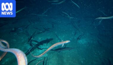 Australia's giant spawning eel ball estimated to contain 2.8 million eels