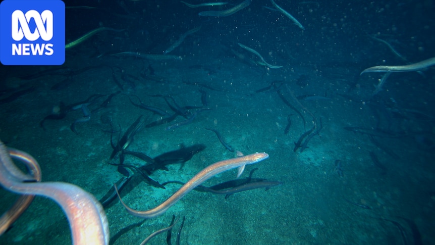 Australia's giant spawning eel ball estimated to contain 2.8 million eels