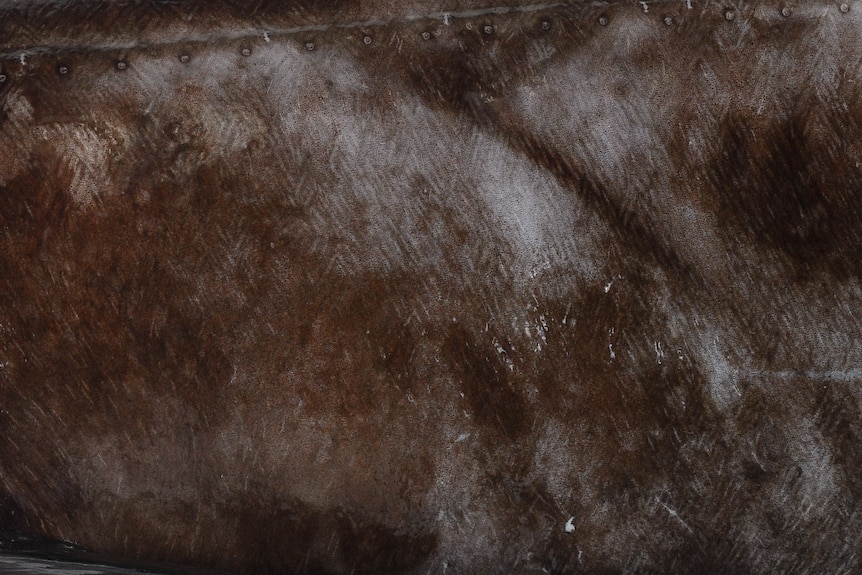 Grey and brown flesh with criss-cross etchings.