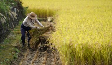 Producer price growth cools, easing urgency for further Bank of Japan hikes
