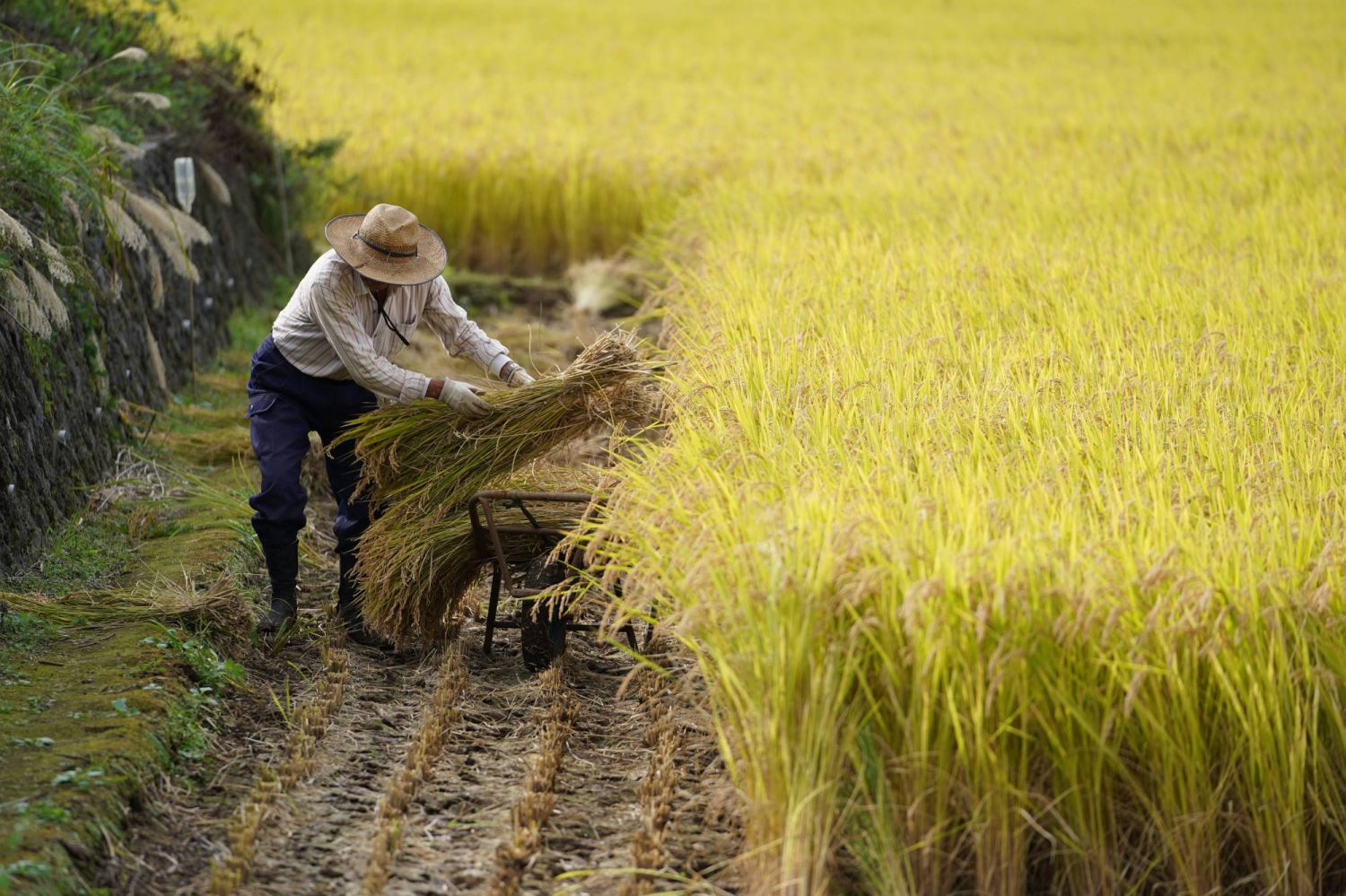Producer price growth cools, easing urgency for further Bank of Japan hikes