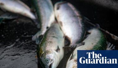 Lack of inspections at fish slaughterhouses a ‘disgrace’, says Animal Equality UK | Animal welfare