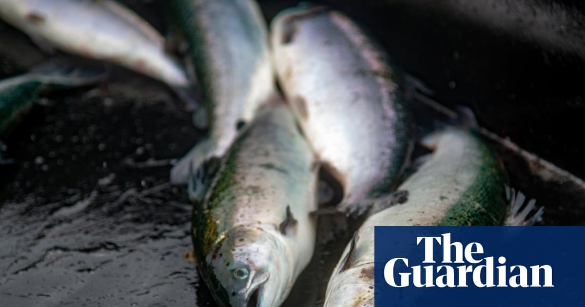 Lack of inspections at fish slaughterhouses a ‘disgrace’, says Animal Equality UK | Animal welfare