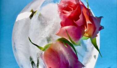 Young Photographer Competition 2026-27 from Rotary Club of Cambridge now open for entry
