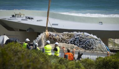 Shark warning issued after whale carcass finally removed - The West Australian