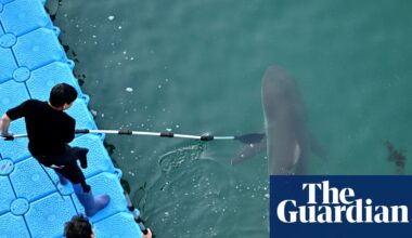 Bukang-i is back: famous shark returns to canal in South Korea hours after being coaxed out to sea | South Korea