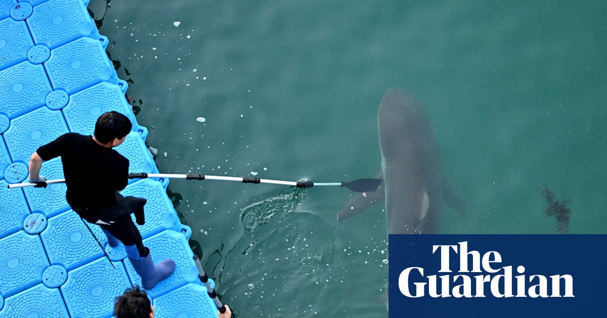 Bukang-i is back: famous shark returns to canal in South Korea hours after being coaxed out to sea | South Korea