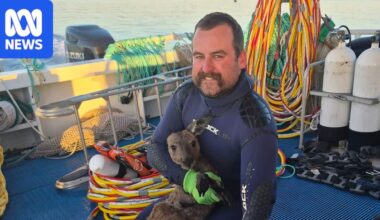 Port Lincoln fishermen rescue kangaroo found 3km out to sea