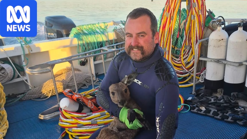 Port Lincoln fishermen rescue kangaroo found 3km out to sea