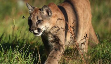 Possible mountain lion sightings reported in Miami County, Kansas