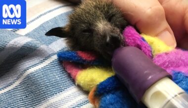Flying fox starvation raises Lyssavirus warning as researchers raise concern for forests
