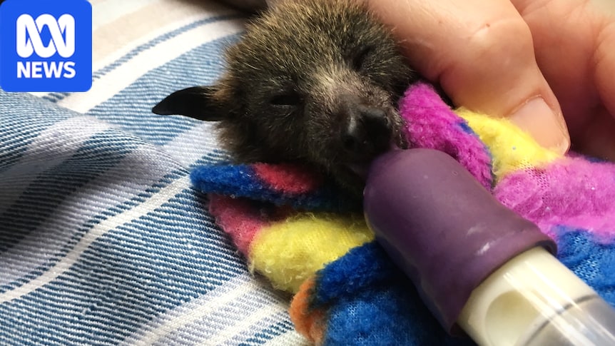 Flying fox starvation raises Lyssavirus warning as researchers raise concern for forests