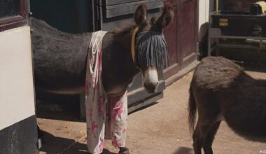 In Britain, pajamas help donkeys keep insects at bay