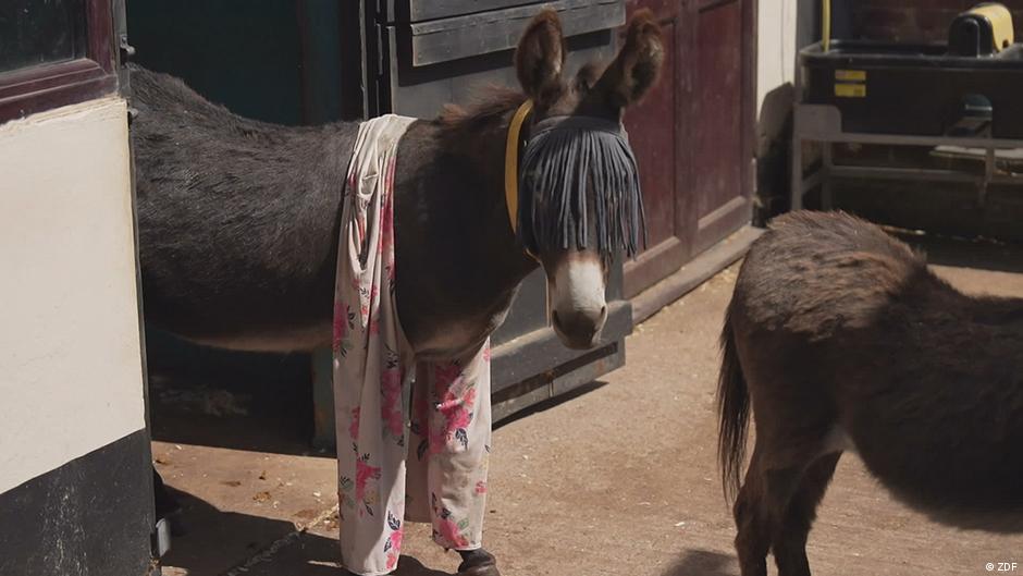 In Britain, pajamas help donkeys keep insects at bay